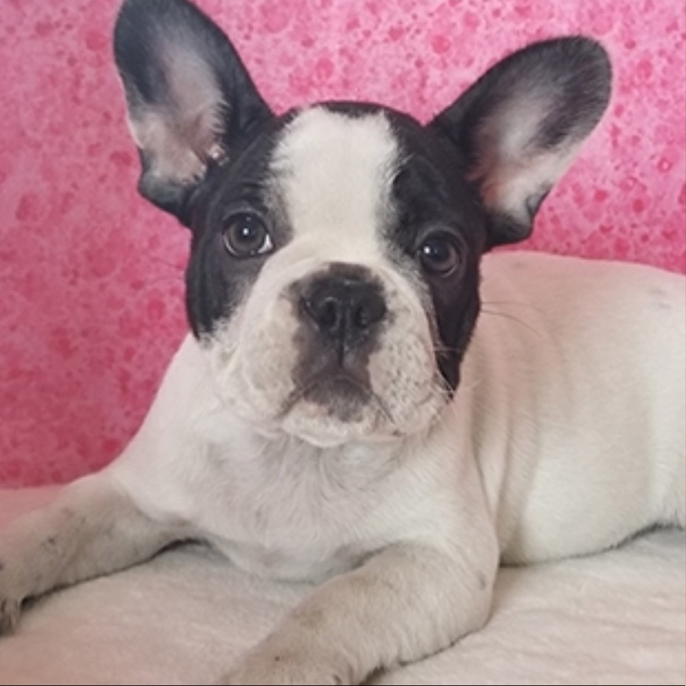 Meet your Posher, Tyler